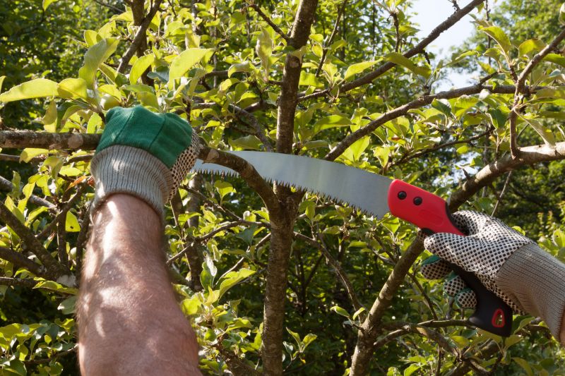 Bradford Pear Tree Pruning in San Jose, CA