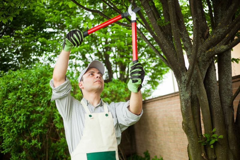 Local Japanese Maple Pruning pros at work