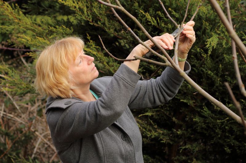 Apple Tree Pruning in Allentown, PA