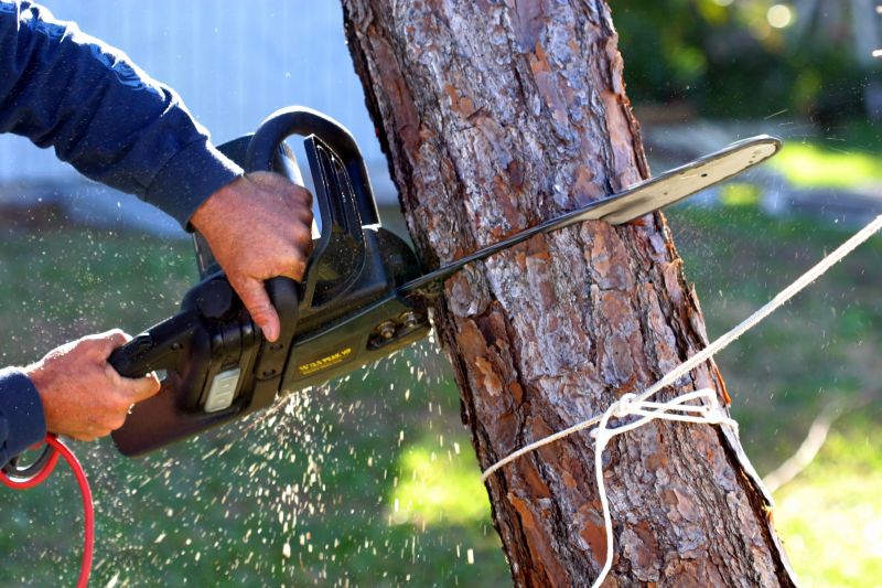 Birch Tree Removal in Aiken, SC