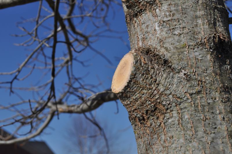 Cedar Tree Pruning in Doylestown, PA