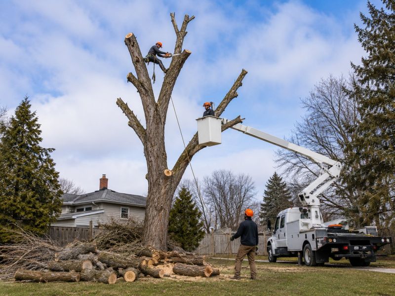 Dogwood Tree Removal in Bucks County, PA