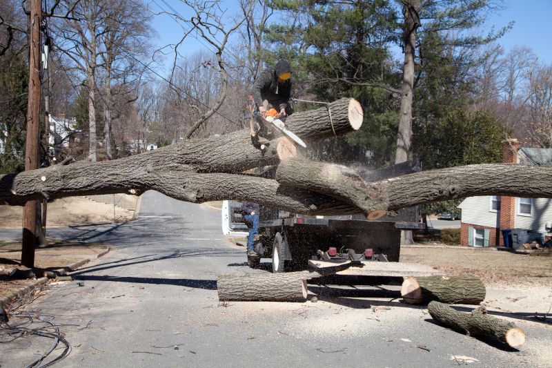 Elm Tree Removal in Doylestown, PA