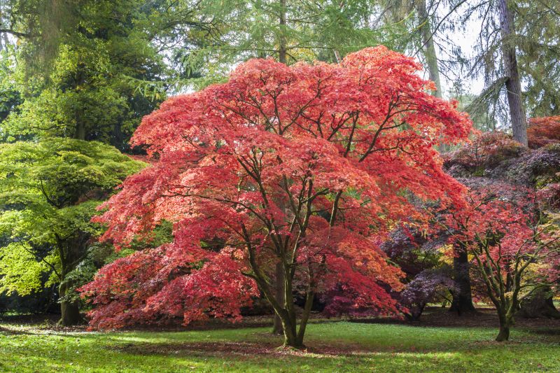 Japanese Maple Pruning
