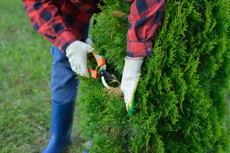 Japanese Maple Pruning
