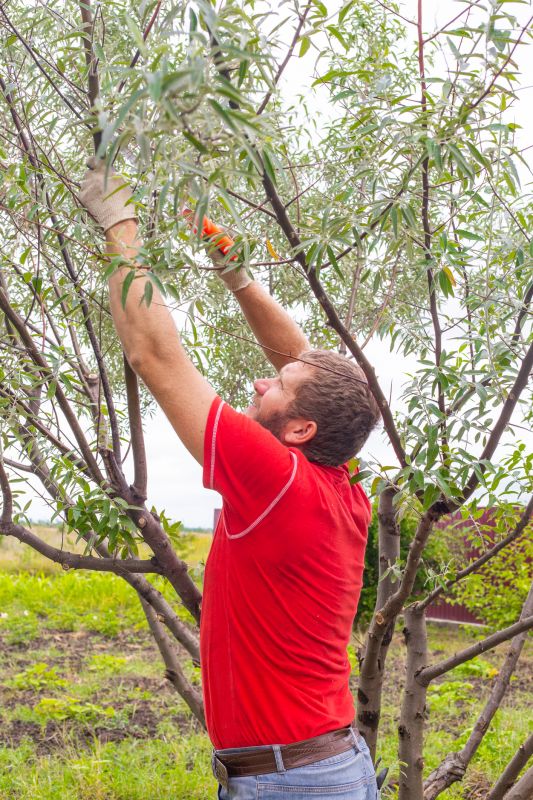 Oak Tree Pruning in Pottstown, PA