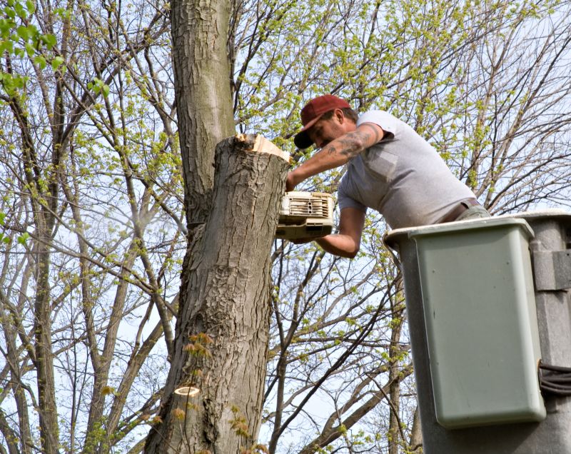 Residential Tree Service in San Jose, CA
