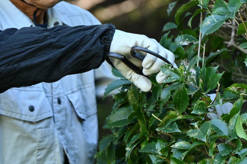 Shrub Shaping in Ventura County, CA