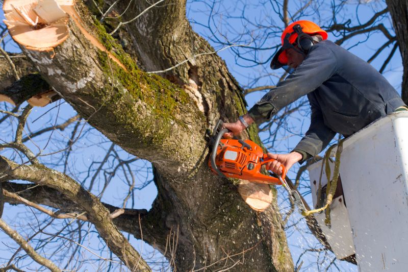 Spruce Tree Removal in Reno, NV