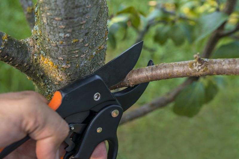 Tree Pruning in Doylestown, PA
