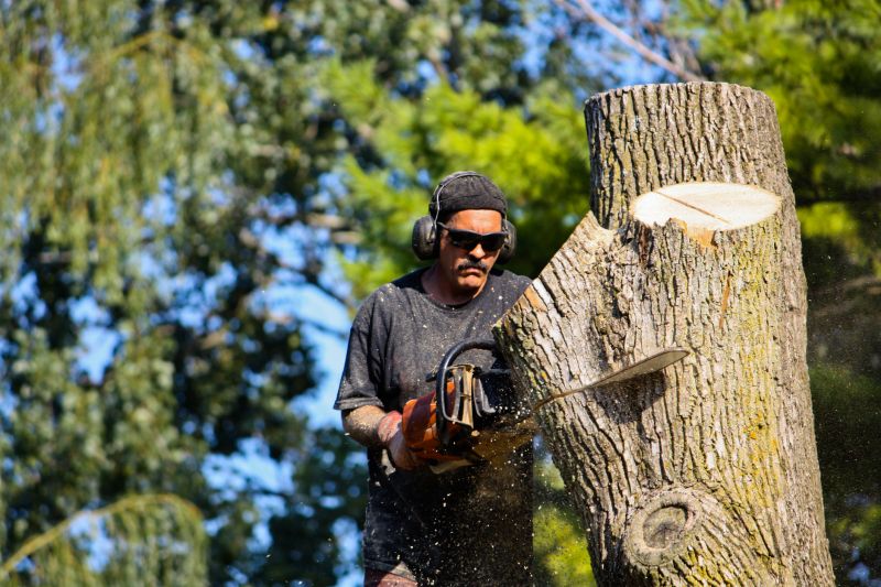 Tree Care Consultation