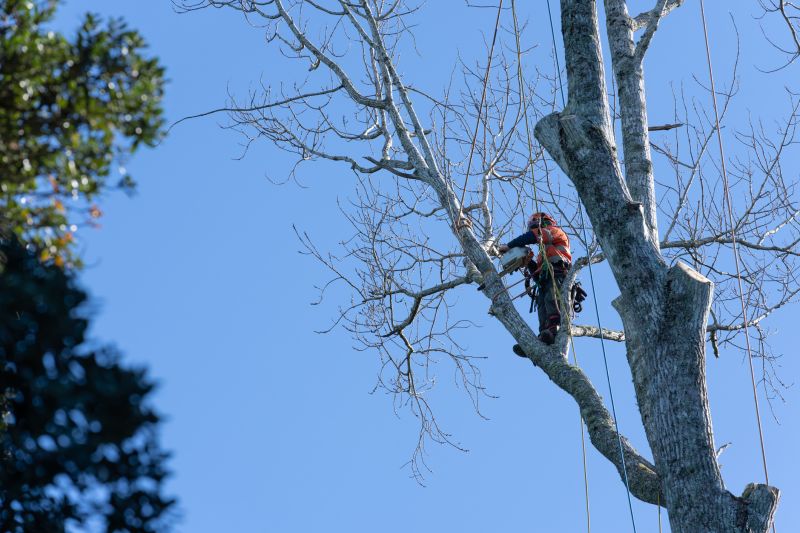 Independent Tree Pruners
