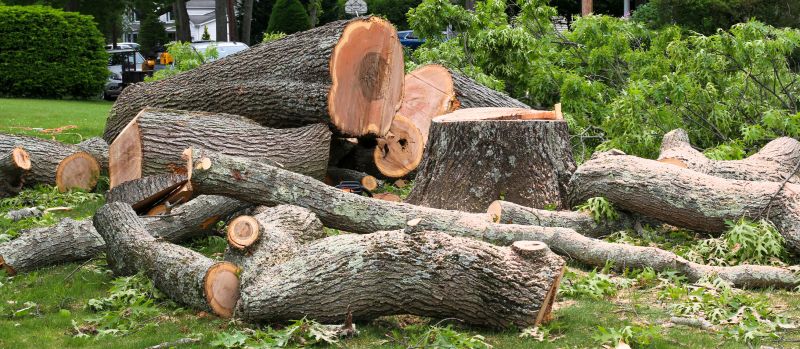 Willow Tree Removal in Bucks County, PA